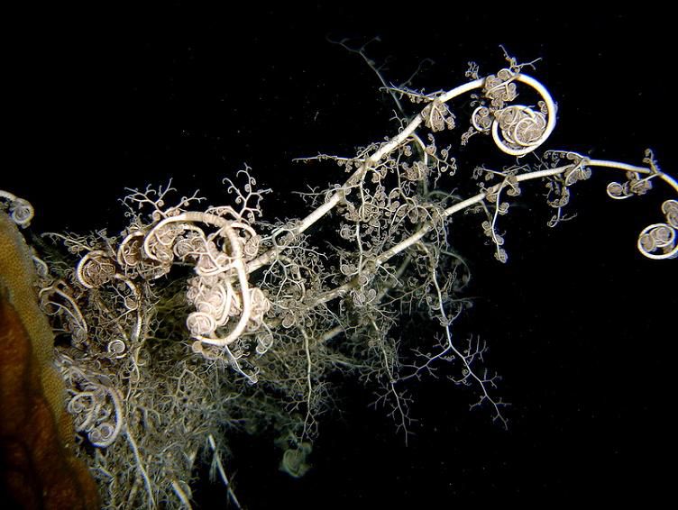 http://a398.idata.over-blog.com/0/51/76/70/Jardin-sous-marin--7-/Gorgonocephales-tentacules-nuit-Kembali.jpg